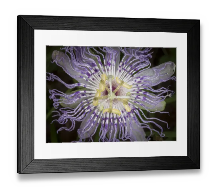 Framed Print : Passionflower, passiflora incarnata, the larval plant for the Gulf Fritillary Framed Print : Passionflower, passiflora incarnata, the larval plant for the Gulf Fritillary