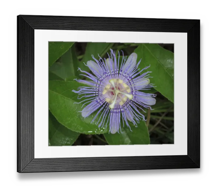 Framed Print : Passionflower, passiflora incarnata, Florida Framed Print : Passionflower, passiflora incarnata, Florida