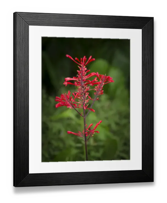 Framed Print : Firespike in bloom, Odontonema strictum, native to south Florida Framed Print : Firespike in bloom, Odontonema strictum, native to south Florida
