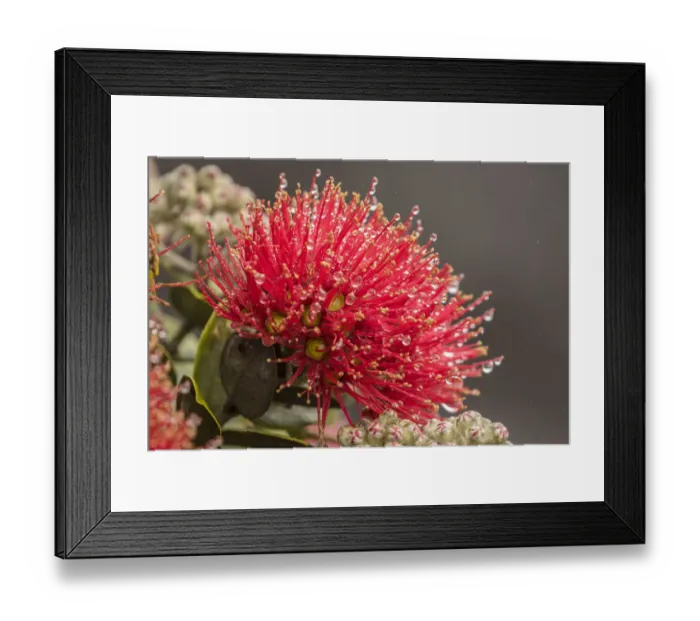 Framed Print : USA, Hawaii, Hawaii Volcanoes National Park. Ohia blossoms in the rain. Credit as Framed Print : USA, Hawaii, Hawaii Volcanoes National Park. Ohia blossoms in the rain. Credit as