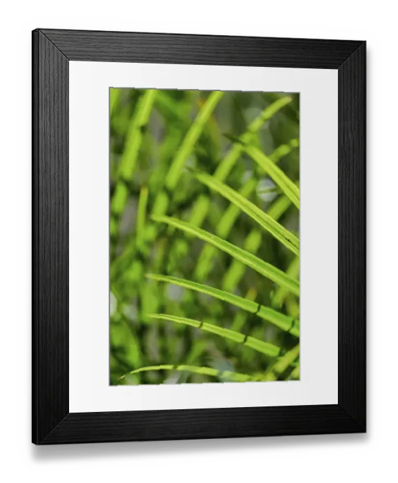 Framed Print : Light coming through palm fronds, Florida, USA Framed Print : Light coming through palm fronds, Florida, USA