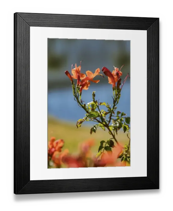 Framed Print : Cape Honeysuckle, Florida, USA