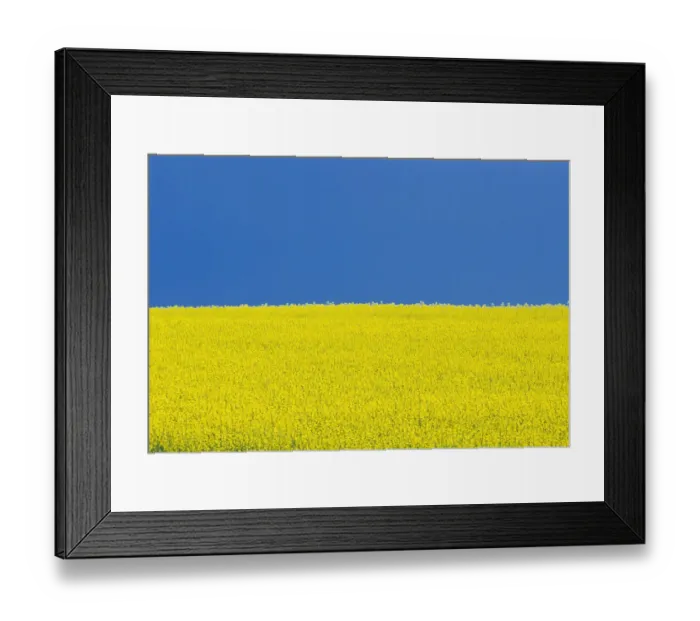 Framed Print : Canada, Manitoba, Killarney. Field of canola flowers and blue sky Framed Print : Canada, Manitoba, Killarney. Field of canola flowers and blue sky