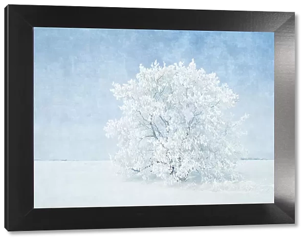 Canada, Manitoba. Snow-covered tree. Credit as: Mike Grandmaison  /  Jaynes Gallery  /  DanitaDelimont