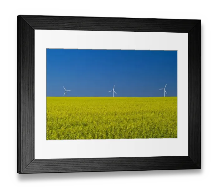Framed Print : Canada, Manitoba, Somerset. Canola farm crop and clouds Framed Print : Canada, Manitoba, Somerset. Canola farm crop and clouds