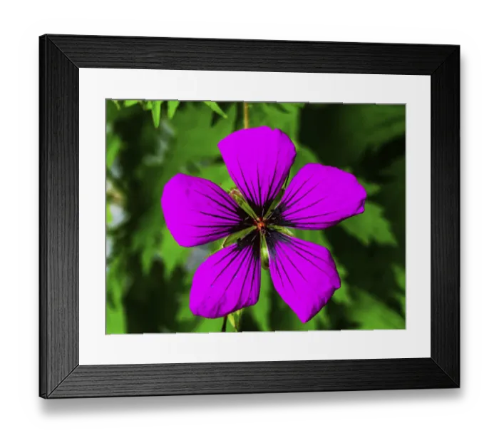 Framed Print : Purple geranium (cranesbills) macro