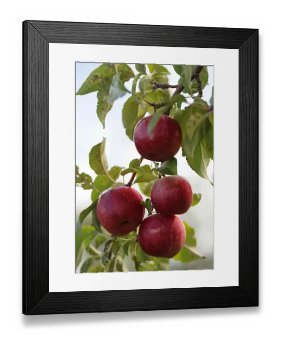 Framed Print : Apples, Wisconsin