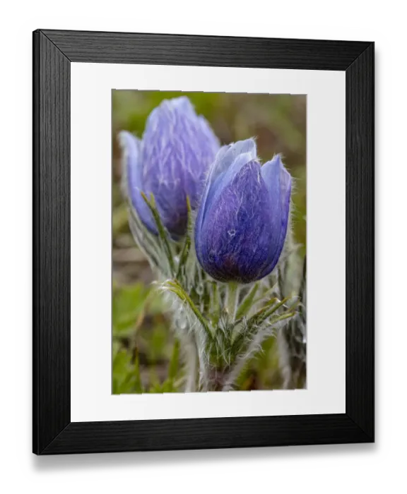 Framed Print : Pasque, aka crocus flowers, in the Bighorn Mountains of Wyoming, USA Framed Print : Pasque, aka crocus flowers, in the Bighorn Mountains of Wyoming, USA