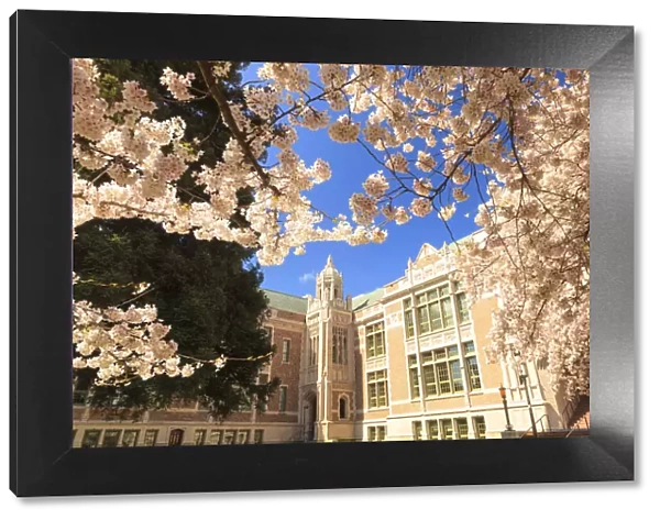 Cherry Blossoms in peak bloom, Spring, University of Washington campus, Seattle, Washington State