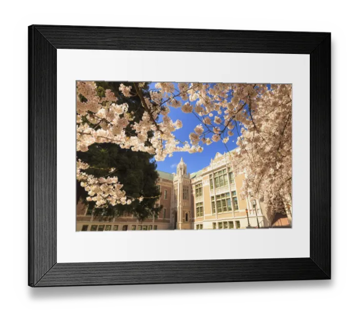 Framed Print : Cherry Blossoms in peak bloom, Spring, University of Washington campus, Seattle, Washington State Framed Print : Cherry Blossoms in peak bloom, Spring, University of Washington campus, Seattle, Washington State
