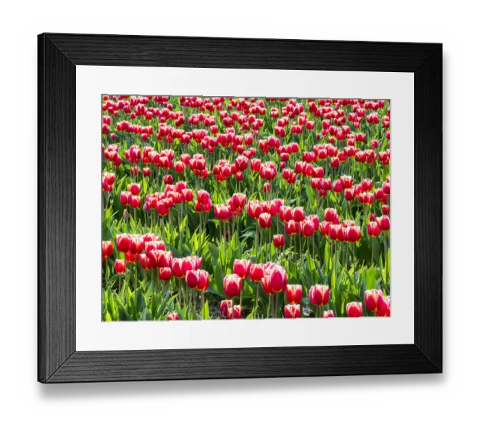 Framed Print : Tulip fields in bloom