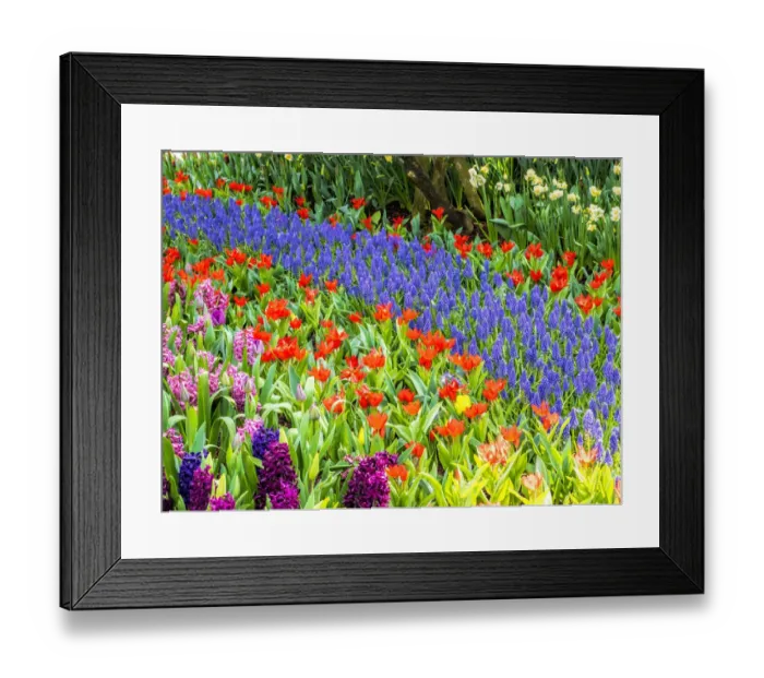 Framed Print : Display garden in full bloom Framed Print : Display garden in full bloom