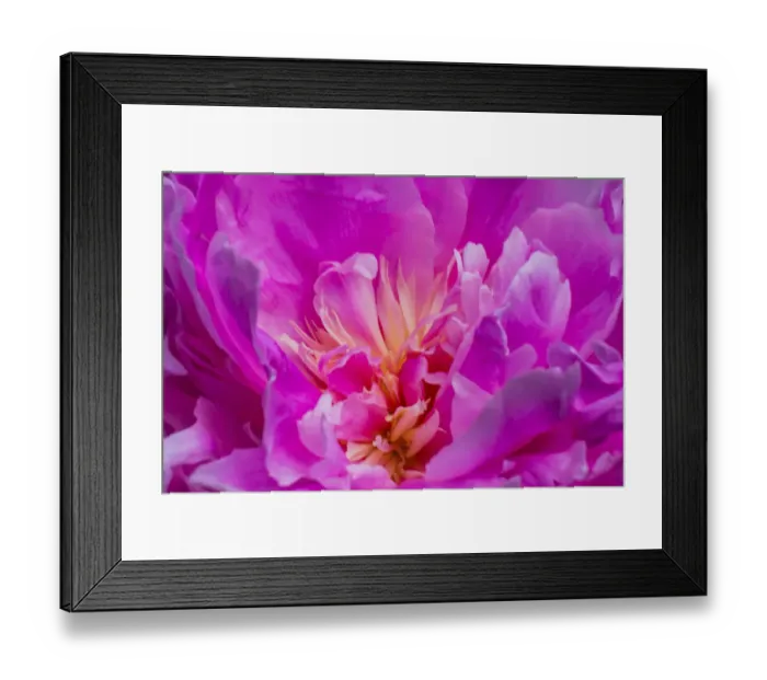Framed Print : Red petals of peony flower Framed Print : Red petals of peony flower