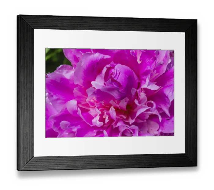 Framed Print : Pink peony Framed Print : Pink peony
