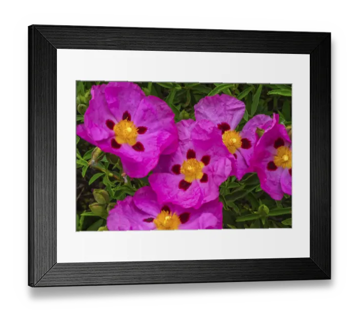 Framed Print : Many Orchid Pink Rockroses Green Leaves Close up Macro Framed Print : Many Orchid Pink Rockroses Green Leaves Close up Macro