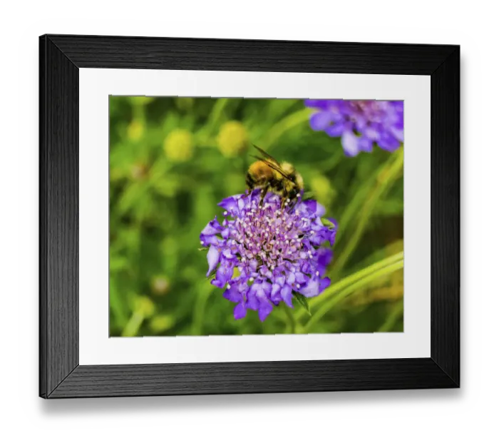 Framed Print : Bumble bee searching pollen nectar. Blue pincushion Framed Print : Bumble bee searching pollen nectar. Blue pincushion