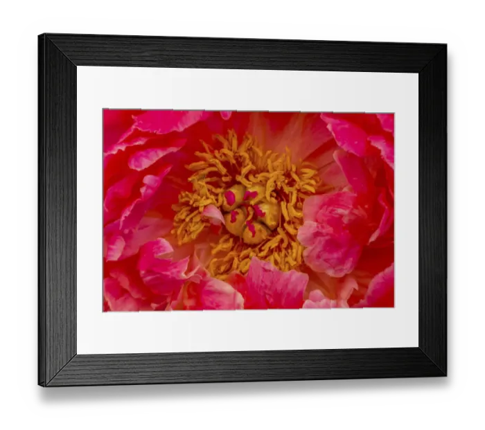 Framed Print : Red petals of peony flower Framed Print : Red petals of peony flower
