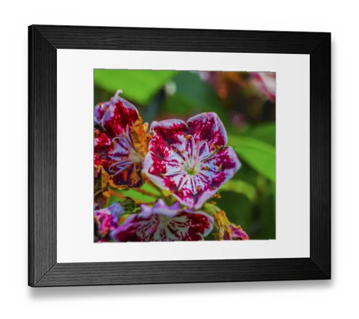 Framed Print : Red and white mountain laurel (Kalmia Latifolia) close-up Framed Print : Red and white mountain laurel (Kalmia Latifolia) close-up
