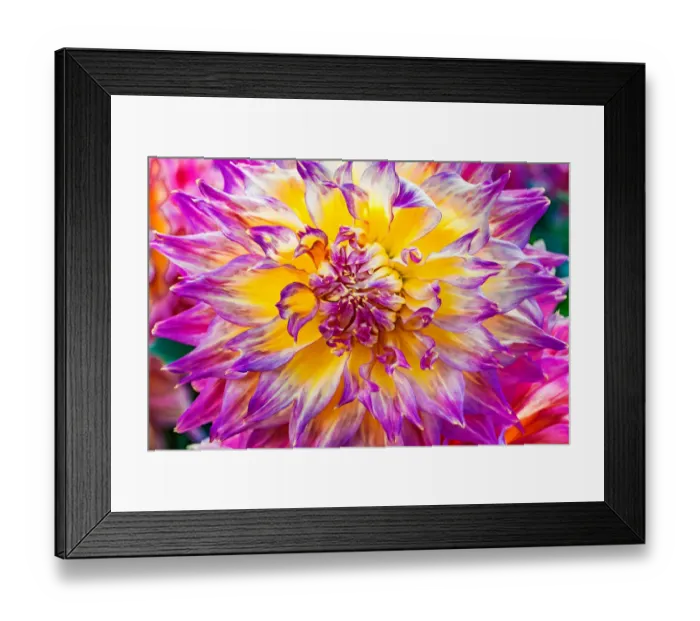 Framed Print : Close-up of dinnerplate dahlia blooming Framed Print : Close-up of dinnerplate dahlia blooming