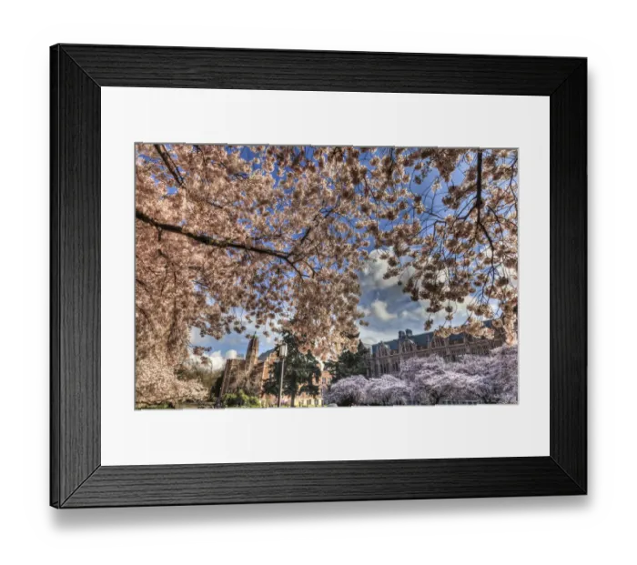 Framed Print : Cherry blossoms in peak bloom, spring, University of Washington campus, Seattle, Washington State Framed Print : Cherry blossoms in peak bloom, spring, University of Washington campus, Seattle, Washington State
