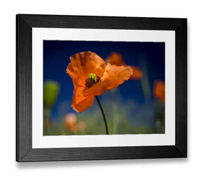 Framed Print : Close up of Fire Poppy Framed Print : Close up of Fire Poppy