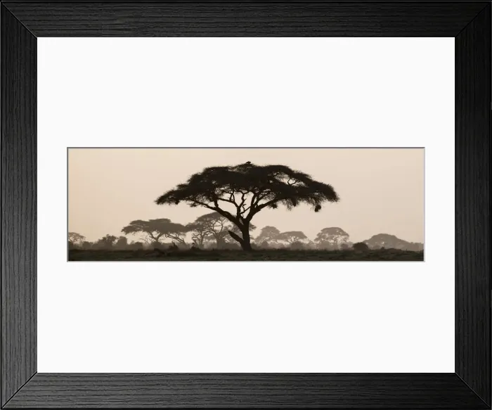 Framed Print : Africa, Kenya, Msai Mara National Reserve. Silhouette of umbrella thorn acacia tree at sunset Framed Print : Africa, Kenya, Msai Mara National Reserve. Silhouette of umbrella thorn acacia tree at sunset