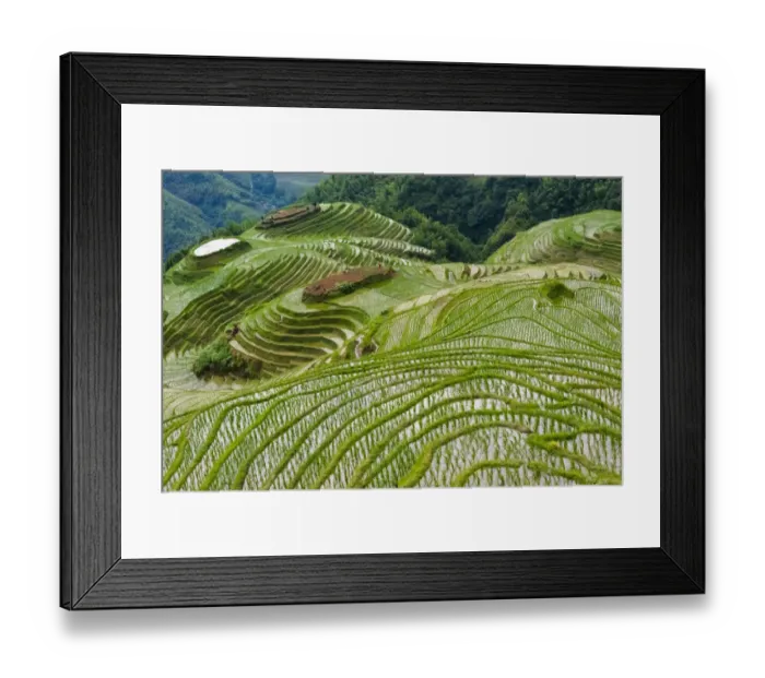 Framed Print : Terraces with newly planted rice seedlings in the mountain, Longsheng, Guangxi Province Framed Print : Terraces with newly planted rice seedlings in the mountain, Longsheng, Guangxi Province