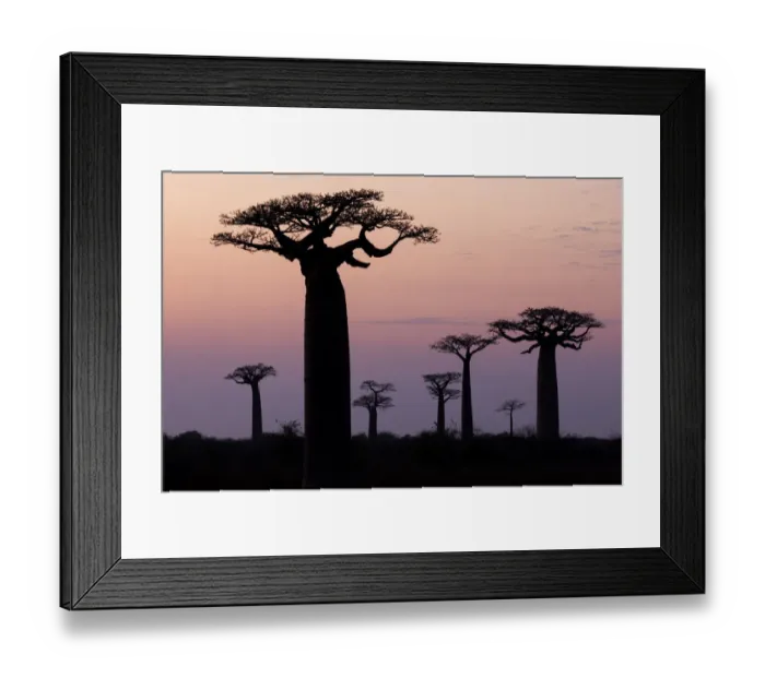 Framed Print : Africa, Madagascar, Morondava, Baobab Alley. The Grandidiers baobab