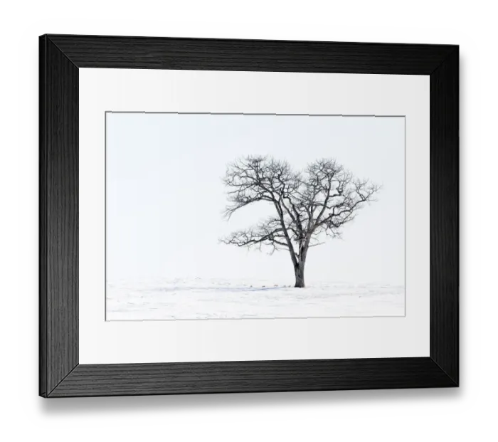 Framed Print : Lone tree in field of snow, Hokkaido, Japan Framed Print : Lone tree in field of snow, Hokkaido, Japan