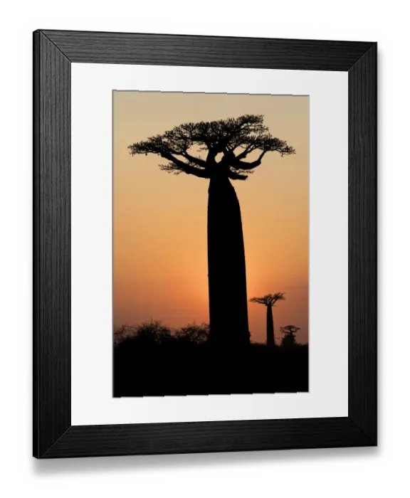 Framed Print : Africa, Madagascar, Morondava, Baobab Alley. The Grandidiers baobab Framed Print : Africa, Madagascar, Morondava, Baobab Alley. The Grandidiers baobab