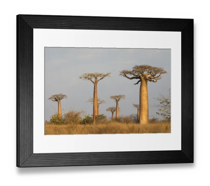 Framed Print : Africa, Madagascar, Morondava, Baobab Alley Framed Print : Africa, Madagascar, Morondava, Baobab Alley