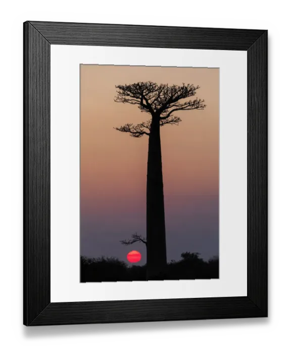 Framed Print : Africa, Madagascar, Morondava. Baobab trees are silhouetted against the morning sky Framed Print : Africa, Madagascar, Morondava. Baobab trees are silhouetted against the morning sky