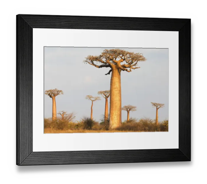 Framed Print : Africa, Madagascar, Morondava, Baobab Alley Framed Print : Africa, Madagascar, Morondava, Baobab Alley