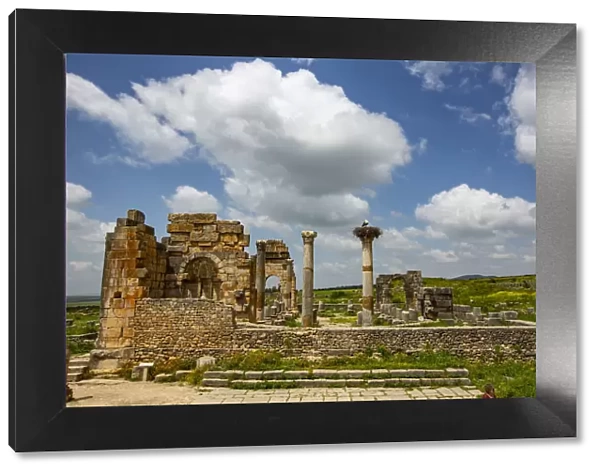 Volubilis, Morocco. Ancient Roman basilica ruins and a Marabou Stork