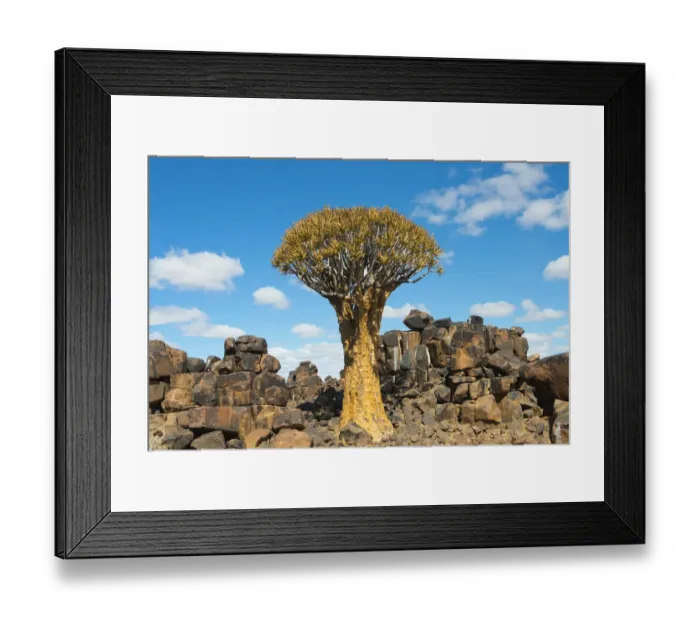 Framed Print : Quiver trees and rock piles in Kalahari Desert, Karas Region, Namibia Framed Print : Quiver trees and rock piles in Kalahari Desert, Karas Region, Namibia