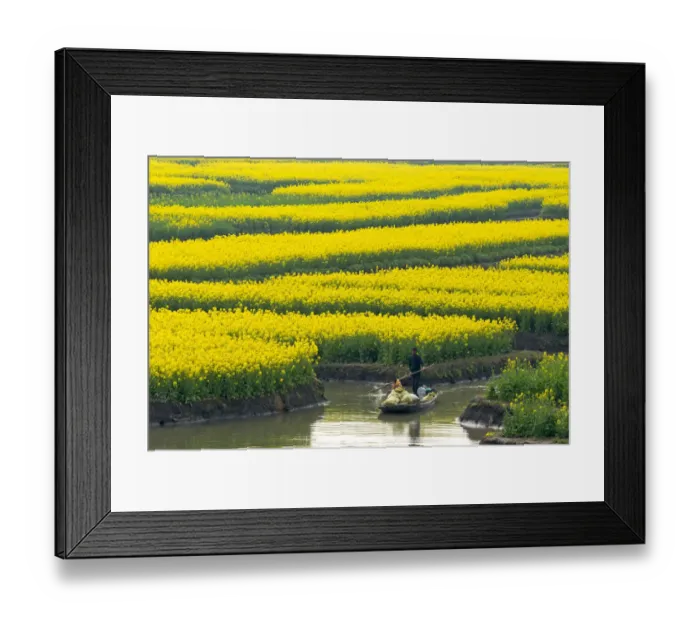 Framed Print : Rowing boat on river through Thousand-Islet canola flower fields, Xinghua, Jiangsu Province Framed Print : Rowing boat on river through Thousand-Islet canola flower fields, Xinghua, Jiangsu Province