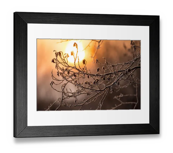 Framed Print : Frost on trees on rivers edge, Hokkaido, Japan Framed Print : Frost on trees on rivers edge, Hokkaido, Japan