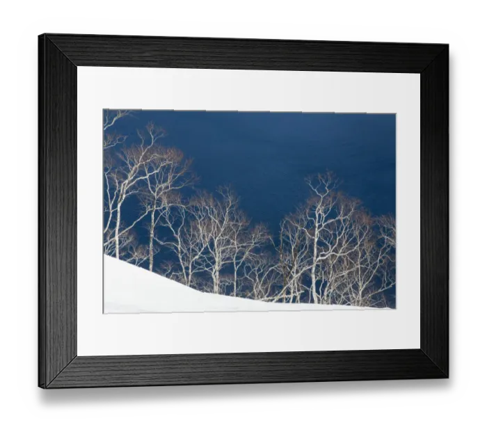 Framed Print : Birch trees along the shoreline of Lake Mashu, Hokkaido, Japan