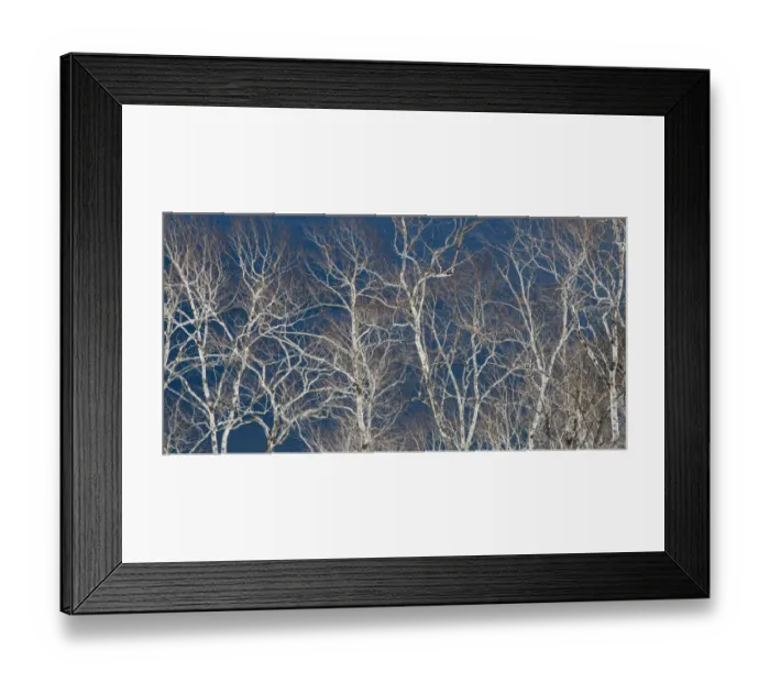 Framed Print : Birch trees along the shoreline of Lake Mashu, Hokkaido, Japan Framed Print : Birch trees along the shoreline of Lake Mashu, Hokkaido, Japan