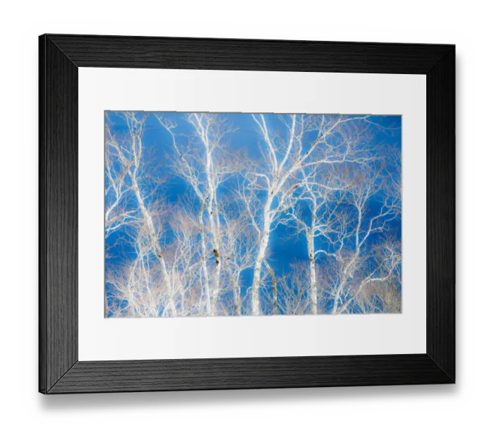 Framed Print : Birch trees along the shoreline of Lake Mashu, Hokkaido, Japan