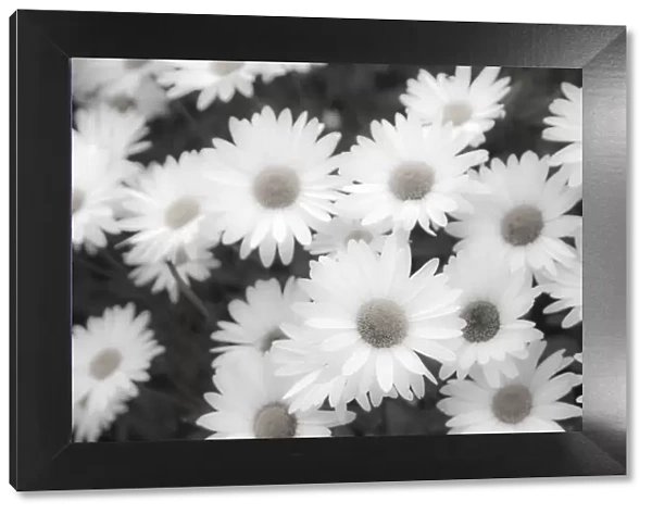 White shasta daisy in black and white