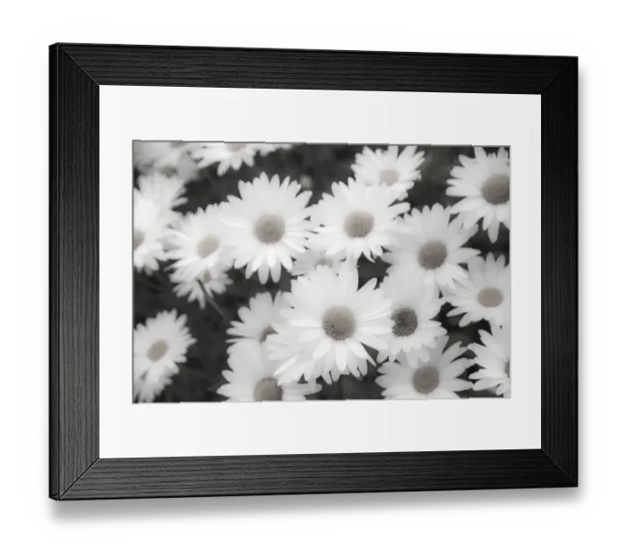 Framed Print : White shasta daisy in black and white Framed Print : White shasta daisy in black and white