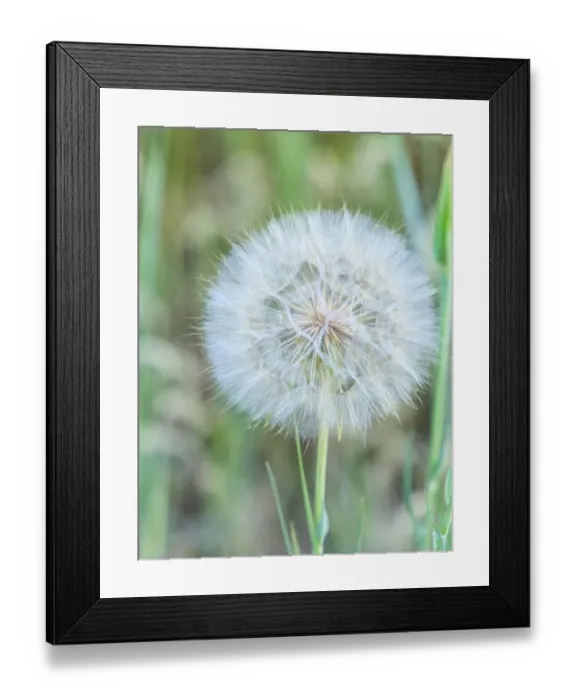 Framed Print : Dandelion