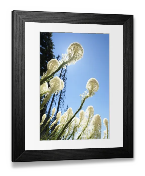 Framed Print : Bear Grass (Xerophyllum tenax), Mt. Hood National Forest, Oregon, USA Framed Print : Bear Grass (Xerophyllum tenax), Mt. Hood National Forest, Oregon, USA