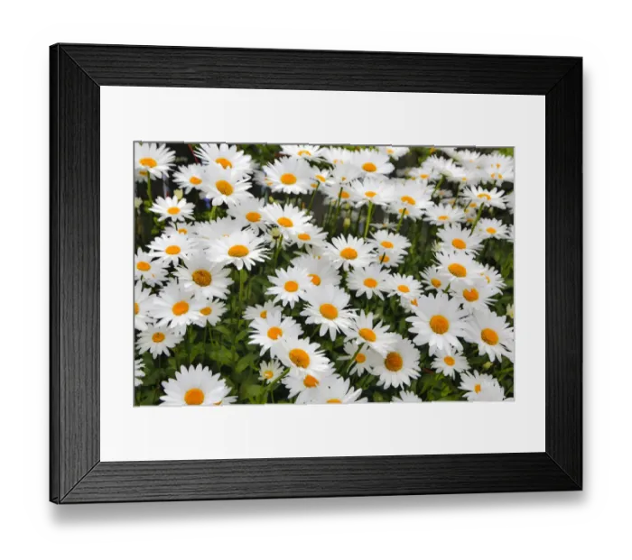 Framed Print : White shasta daisy Framed Print : White shasta daisy