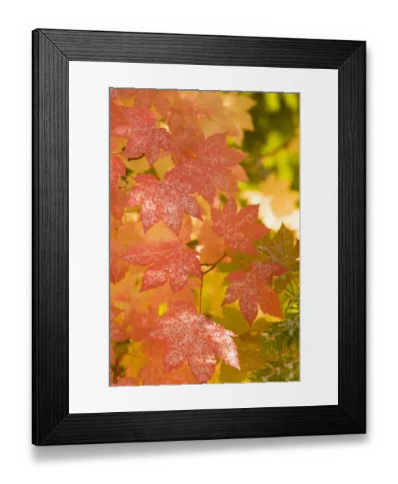 Framed Print : Snow-covered vine maple leaves, Lolo Pass, Mt. Hood Wilderness Area, Oregon, USA Framed Print : Snow-covered vine maple leaves, Lolo Pass, Mt. Hood Wilderness Area, Oregon, USA