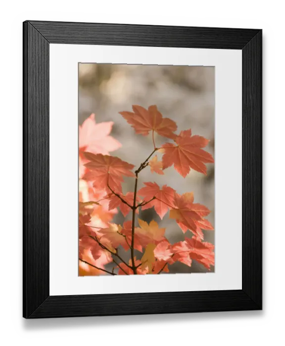 Framed Print : Snow-covered vine maple leaves, Lolo Pass, Mt. Hood Wilderness Area, Oregon, USA