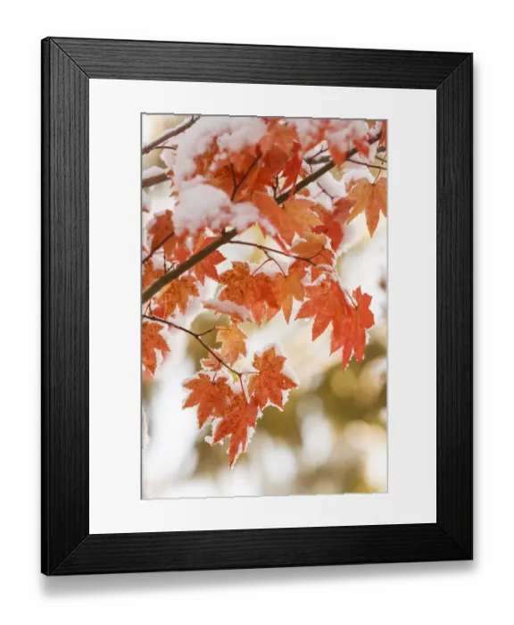 Framed Print : Snow-covered vine maple leaves, Lolo Pass, Mt. Hood Wilderness Area, Oregon, USA Framed Print : Snow-covered vine maple leaves, Lolo Pass, Mt. Hood Wilderness Area, Oregon, USA