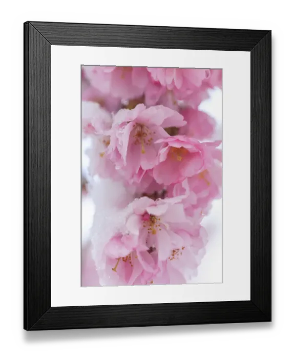 Framed Print : Snow on cherry blossoms, spring snowstorm, Portland, Oregon