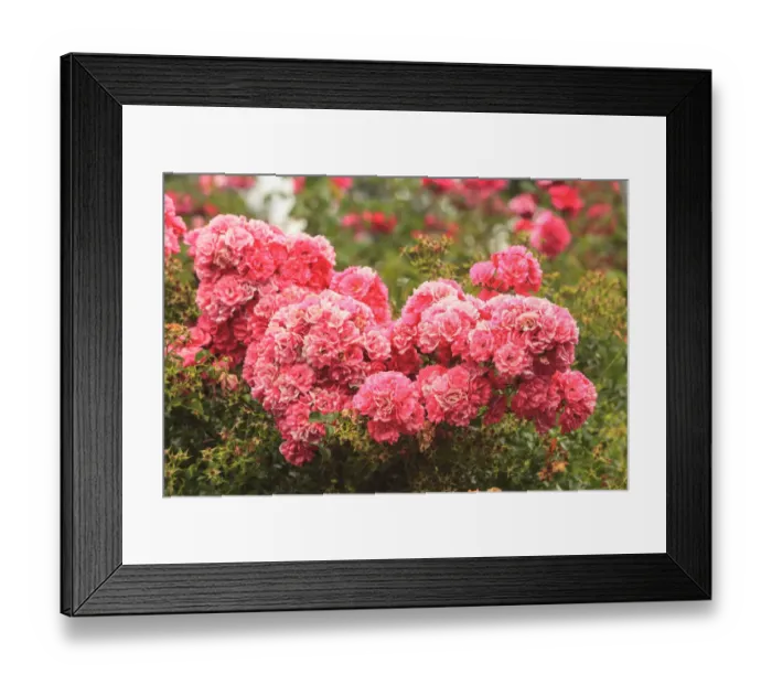 Framed Print : Portland Rose Garden, Portland, Oregon, USA Framed Print : Portland Rose Garden, Portland, Oregon, USA